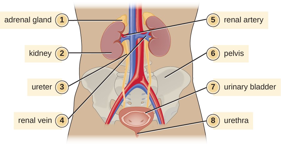 A diagram of the urinary system. The adrenal glands (1) sit on top of the kidneys (2) which are in the lower back. The ureter (3) connects the kidney to the urinary bladder (7) which sits at the base of the pelvis (5). The urethra (8) is a tube from the bladder out of the body. The renal vein (4) and renal artery (5) connect the kidneys to the abdominal aorta and inferior vena cava.