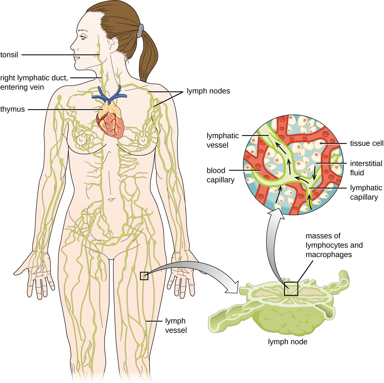 Diagram of the lymphatic system. Lymph notes are swellings on tubes (called lymph vessels) that travel throughout the body. The right lymphatic duct and entering vein are in the neck. A tonsil is a swelling on the lymph vessel in the mouth. The thymus is a lumpy structure on the heart. A close-up of a lymph node shows a roundish structure with many tubes attached to it. The central area has a box labeled 