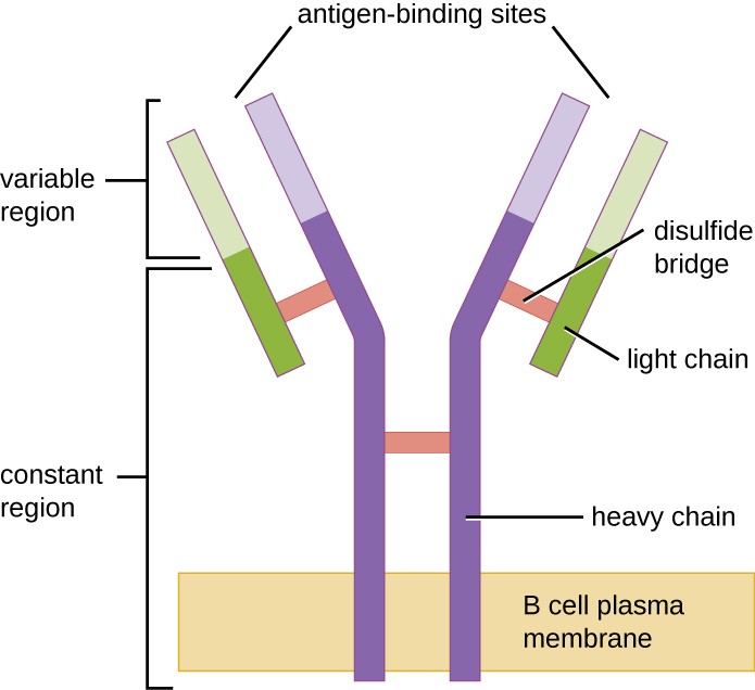 A B cell plasma membrane has two long rectangles spanning it; these form a Y shape. Two shorter rectangles sit on the outside of the upper portion of the Y. The region spanning the membrane and half-way through the bars of the Y is the constant region. The upper region is the variable region which has the antigen binding sites. The long rectangles are the heavy chain. The shorter rectangles are the light chains. Multiple disulfide bridges hold the constant region together.
