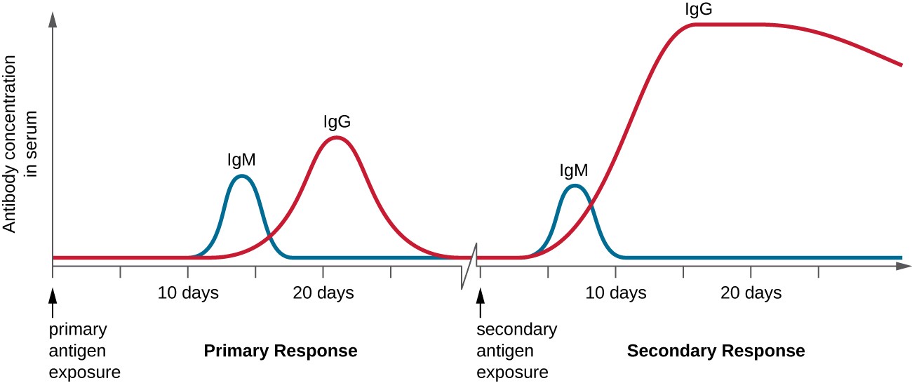 A graph with time on the X axis and antibody concentration in serum. At first there is very little antibody (near 0). The lag period does not see a significant increase. In the primary response, IgM peaks for about 5 days and drops. At the same time IgG increases and then drops. This creates an increase in antibody count with a plateau of about 5 days as both antibody types are present. The secondary response sees a peak of IgM for about 1 to 2 days and then a prolonged peak of IgG. The total antibody is also higher but isn’t at its plateau for as long as it is in the primary response.