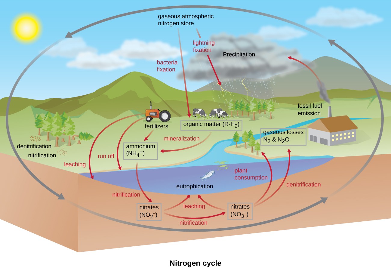 biogeochemical-cycles-microbiology-course-hero