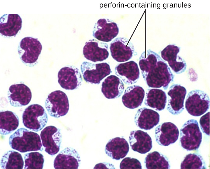  Many red blood cells with a single larger cell. The larger cell is pink with a purple region that fills nearly the entire cell. The purple region is labeled perforin-containing granules.