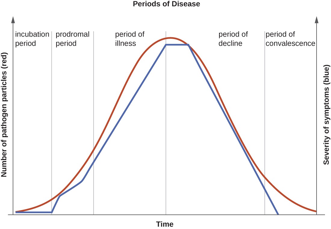 A graph titled “Periods of Disease” with time on the X axis and two separate Y-axes: number of pathogen particles (red) and severity of symptoms (blue). Both of these lines mirror each other and have a general bell shape. The first stage is incubation period when there are few pathogens and symptoms are mild. The next stage is prodromal period when the number of pathogens is increasing and symptoms are becoming more severe. The next stage is period of illness where numbers of pathogens and symptoms both continue to increase. The next stage is period of decline in infection where the number of pathogens is decreasing and symptoms are becoming less severe. The final stage is period of convalescence when symptoms go away and the number of pathogens decrease. Note that there are still pathogens present even after there are no more symptoms of the disease. The progression of an infectious disease can be divided into five periods, which are related to the number of pathogen particles (red) and the severity of signs and symptoms (blue).