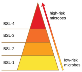 Risk factor pyramid. BSL-1 is classified as a low-risk microbes. BSL-2 and BSL-3 are on a scale up to BSL-4, which are classified as high-risk microbes.