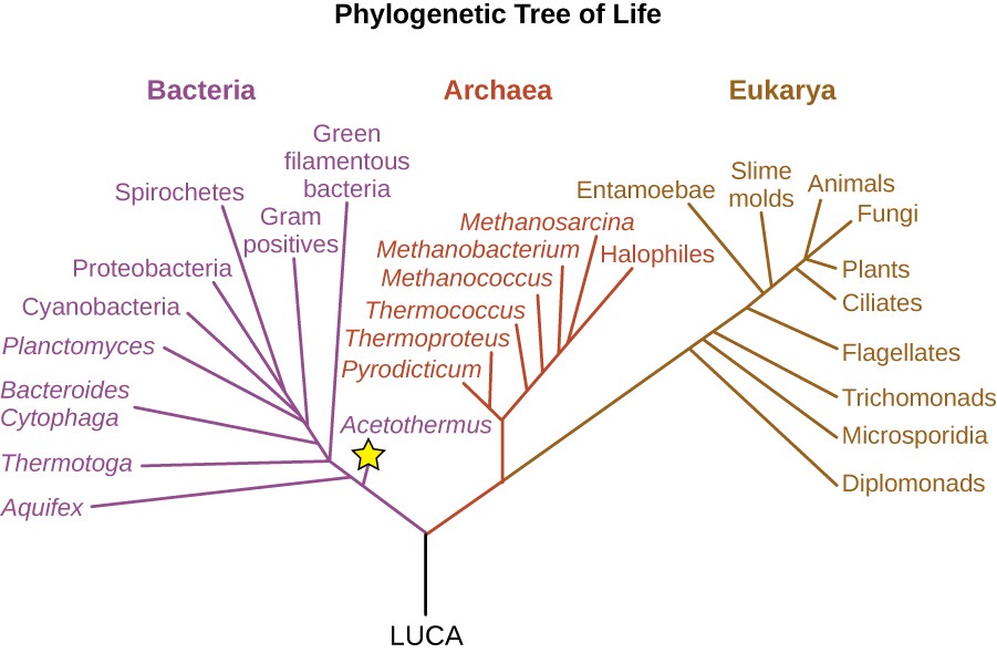 A diagram of a phylogenetic tree. At the base is the label LUCA This branches into two branches. The branch on the left is the bacteria, the branch to the right branches again to form the archaea and Eukarya. The lowest branch of the bacteria is the acetothermus (which is starred). Branches above that include (from bottom to top): aquifex, thermotoga, green filamentous bacteria, bacteroides, cytophaga, planctomyces, gram positives, cyanobacteria, porteiobacteria and spirochetes. Branches of the arcaea from bottom to top: pyrodicticum, thermoproteus, Thermococcus, methanococcus, methanobacterium, methanosarcina, and halophies. Branches of the Eukarya from bottom to top: diplomonads, microsporidia, trichomonads, flagellates, entamoebae, slime molds, ciliates, plants, animals, and fungi.