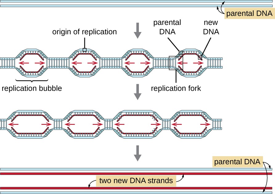 A diagram showing two strands of parental DNA. Then an arrow showing multiple replication bubbles with an origin of replication in each. Arrows point to the left and right from each origin of replication. New strands of DNA are shown being formed. One of the bubbles has the left half of the bubble in a box labeled replication fork. The next image shows the replication bubbles getting longer. The final image shows two new DNA strands, each with one old strand and one new strand.