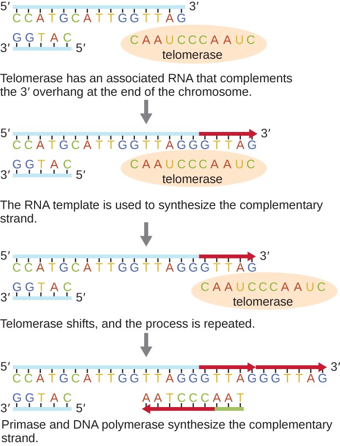 Diagram of telomerase. The top image shows a long strand of DNA with 5′ on the left and 3′ on the right. The complementary strand is much shorter and shows 3′ on the left and 5′ on the right. A circle labeled telomerase contains a complementary strand that matches the 3′ end of the upper strand and also extends past the 3′ end of the top strand. Caption: Telomerase has an associated RNA that complements the 3′ overhang at the end of the chromosome. Next, the top strand of DNA replicates using the overhang of the strand within the telomerase. Caption: The RNA template is used to synthesize the complementary strand. Next, the telomerase moves to the new 3′ end of the top strand. Caption: Telomerase shifts and the process repeats. Finally, The top DNA strand has multiple extensions. RNA primer binds near the 3′ end and builds a new strand of DNA towards the left until it meets up with the existing strand. Caption: Primase and DNA polymerase synthesize the complementary strand.