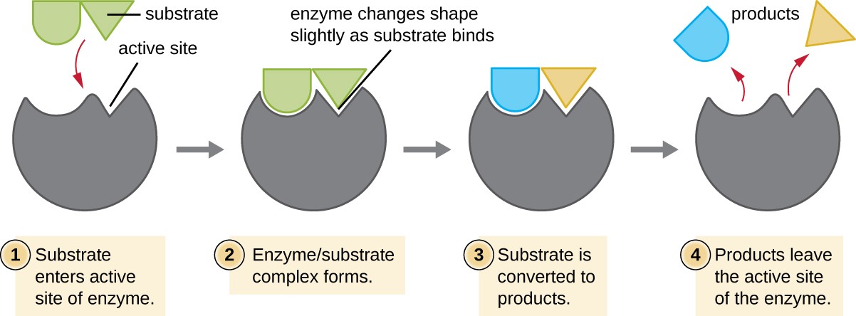 Energy, Matter, and Enzymes | Microbiology | | Course Hero