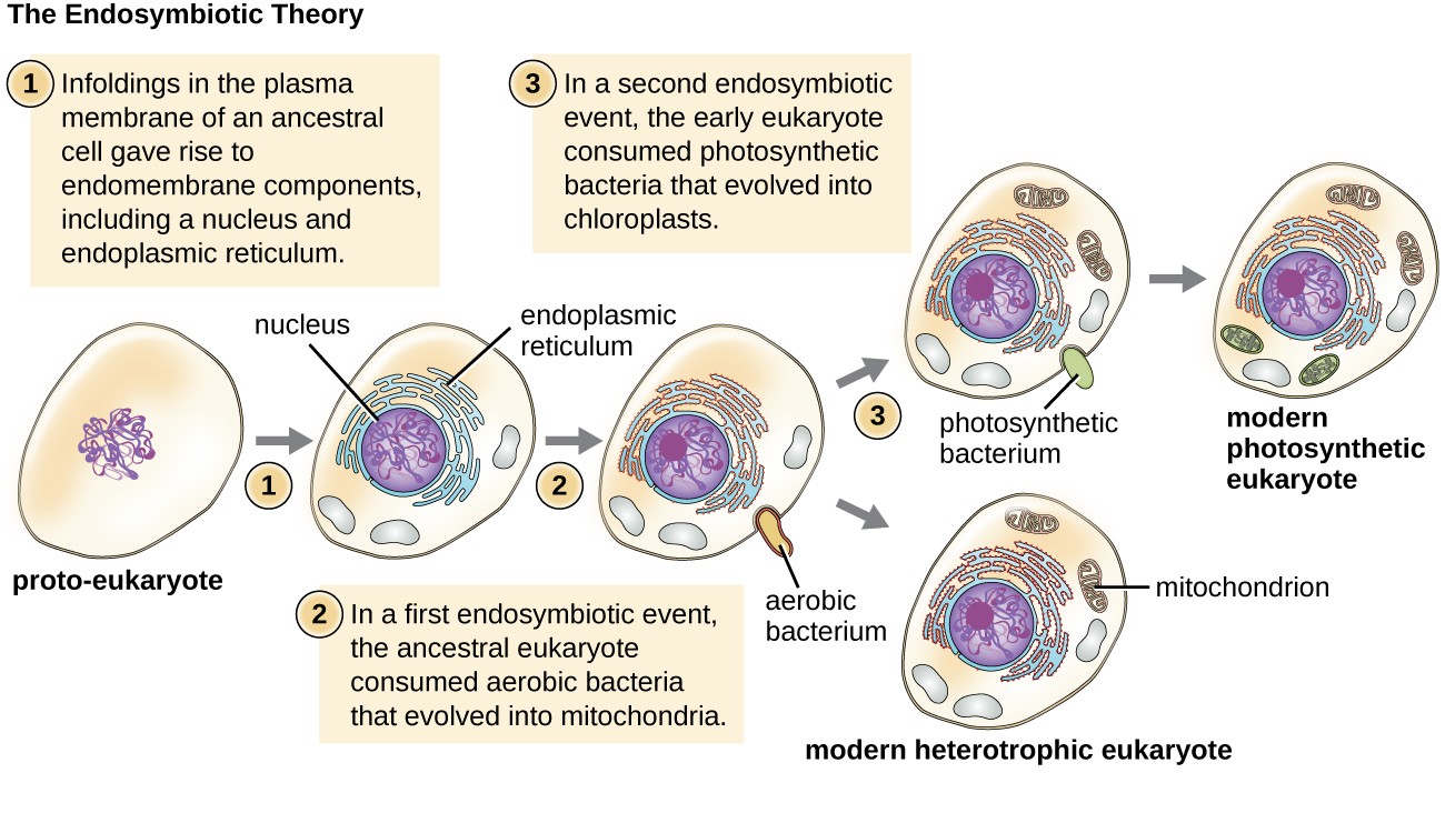 Diagram of the endosymbiotic theory. Step 1 shows a cell labeled proto-eukaryote; the cell contains an outer membrane and DNA inside. The text reads: infoldings in the plasm amembrane of an ancestral cell gave rise to endomembrane components, including a nucleus and endoplasmic reticulum. The cell now contains DNA within a membrane (the nucleus). Outside are many folds labeled endoplasmic reticulum. Step 2 reads: In a first endosymbiotic event, the ancestral eukaryote consumed aerobic bacteria that evolved into mitochondria. The cell how shows a small oval entering the larger cell; the small oval is labeled aerobic bacterium. Once the small oval is in the cell, it is now labeled mitochondrion. The larger cell is now labeled modern heterotrophic eukaryote. Step 3 reads: in a second endosymbiotic event, the early eukaryote consumed photosynthetic bacteria that evolved into chloroplast. The cell is shown engulfing another small oval labeled photosynthetic bacterium. Once the oval is inside the larger cell is now labeled modern photosynthetic eukaryote.