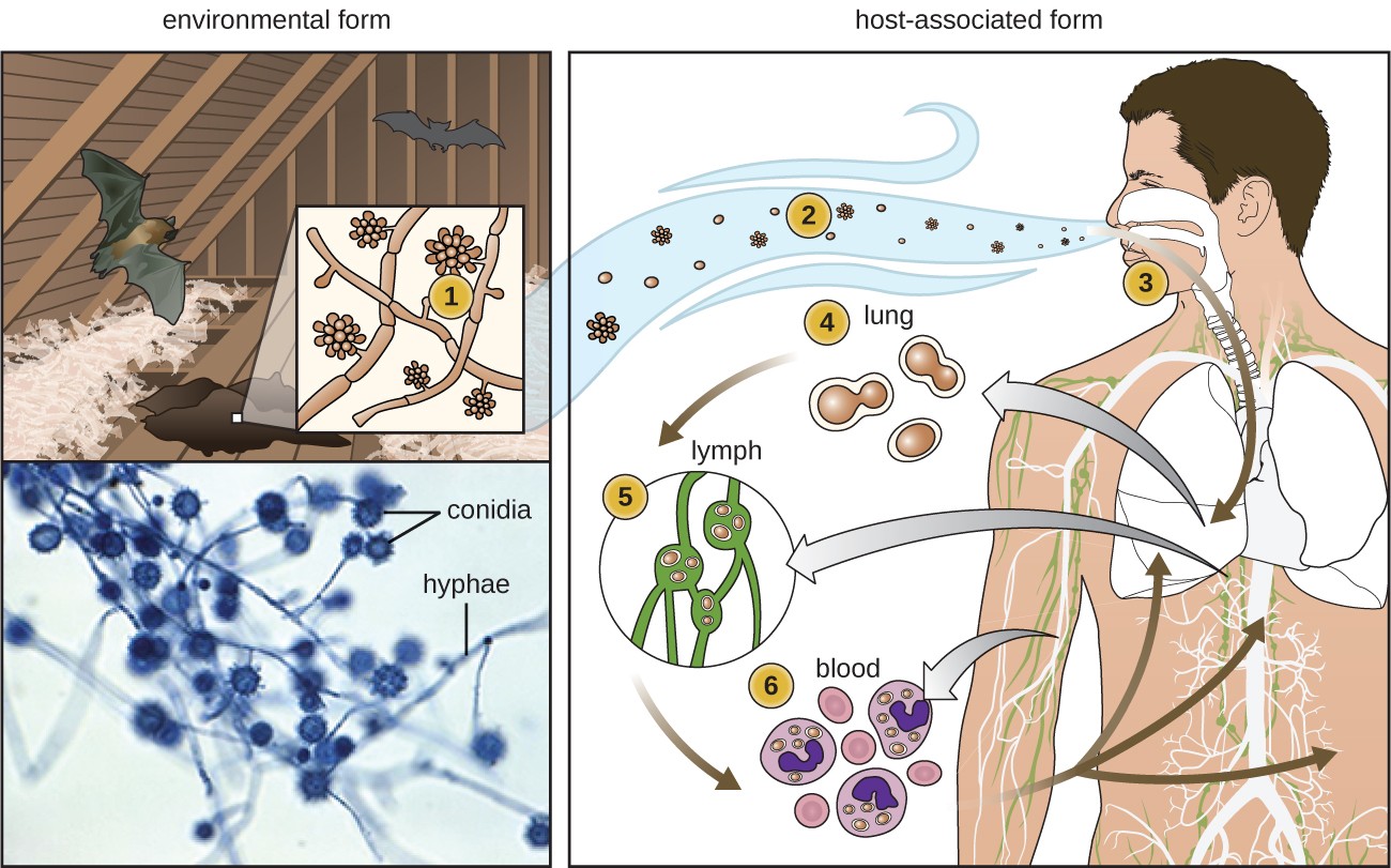 classification-of-fungi-structure-uses-roles-advantages-and