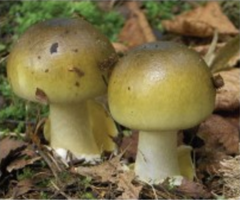 An image shows a mushroom 