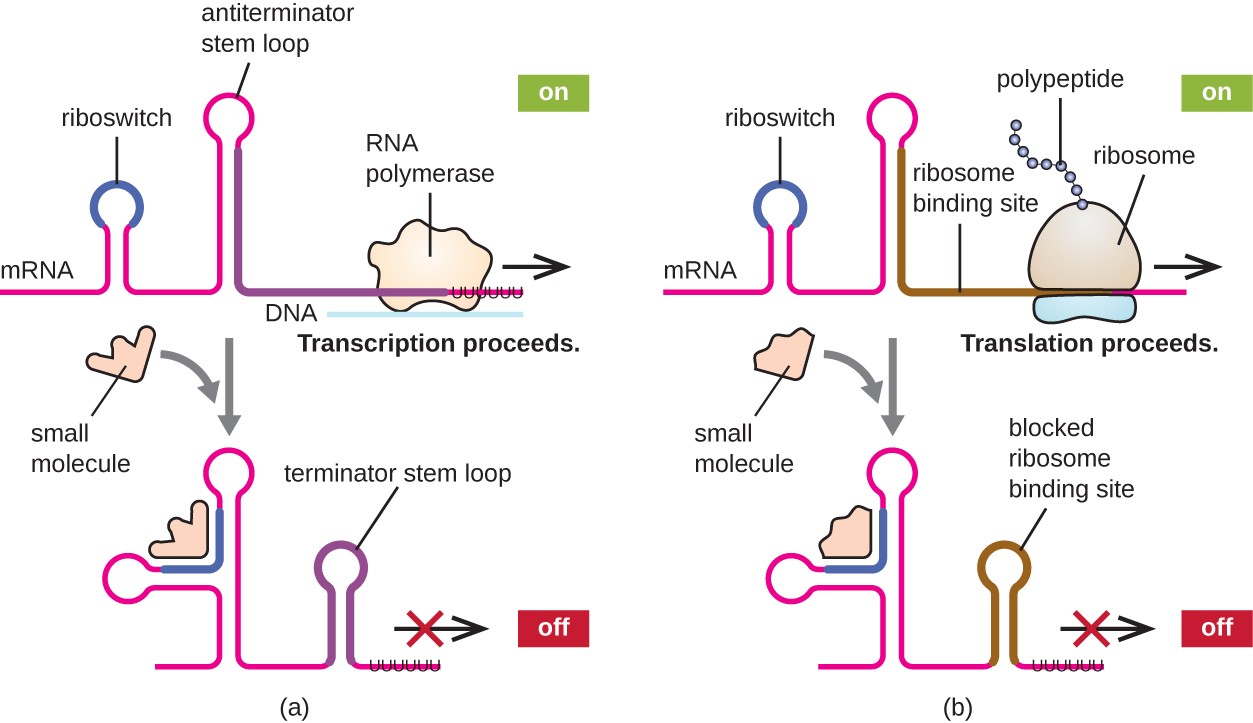 a) The mRNA forms a loop called a riboswitch and a loop called an antiterminator stem loop. RNA polymerase can proceed transcription. This is labeled 