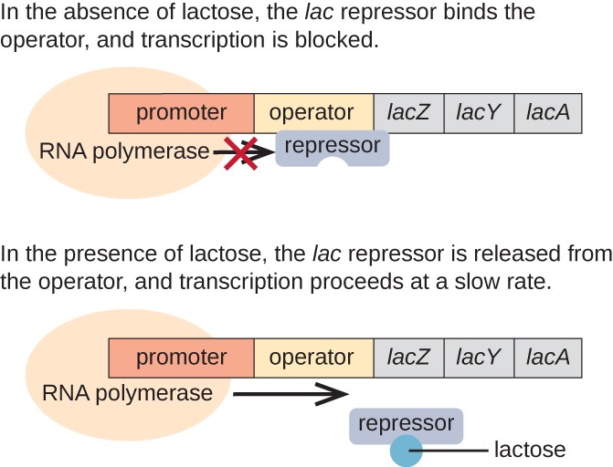 A diagram of the lac operon. The top image shows what occurs in the absence of lactose. In the absence of lactose, the lac repressor binds the operator and transcription is blocked. The repressor is not bound to lactose but is bound to the operator. RNA polymerase is bound to the promoter but is blocked from transcription by the repressor. The bottom image shows the presence of lactose. In the presence of lactose, the lac repressor is released from the operator and transcription proceeds at a slow rate. The image shows lactose bound to the repressor which is no longer bound to the operator. RNA polymerase is bound to the promoter and an arrow indicates that transcription is occurring.