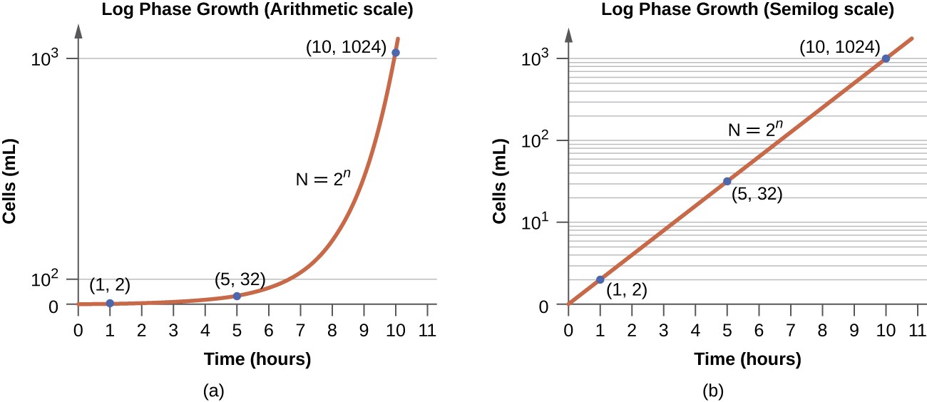 a) An arithmetic scale graph showing log phase growth. The X axis is time (hours) and the Y ais is cells per ml. The line on this graph starts fairly flat with readings of (1,2) and (5,32) but quickly slopes up steeply with a final reading of (10, 1024). B) is a semilog scale graph of log phase growth. Again the X axis is time (hours) and the Y axis is cells per ml. But the intervals of the Y axis more clearly show the difference between 10 superscript 1 and 10 superscript 3. The line on this graph is a straight line diagonally across the graph with points of (1,2), (5,32) and (10,1024) – just like the first graph. The equation for both graphs is N=2 superscript n.
