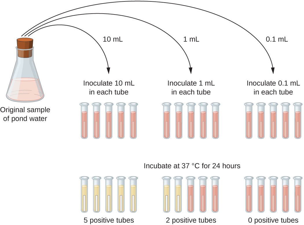 A diagram where the original sample of pond water is diluted into tubes containing lactose broth (a pink broth). 10 mL of the sample is placed into each of 5 lactose broth tubes. Another 5 tubes get 1 mL each of the sample. Another 5 tubes get 0.1 mL of sample. After 24 hours of incubation at 37°C some tubes have a color change. All of the 5 tubes containing 10 mL of the sample turned yellow and show gas in the smaller inner tube. 2 of the 5 tubes that got 1 mL of the original sample turned yellow and show gas; 3 of these tubes remain pink. All of the tubes that got 0.1 mL of the original sample remain pink.