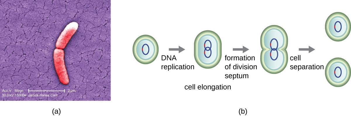 A) A micrograph of two rod shaped cells attached at their ends. B) A diagram of binary fission. First a cell replicates its DNA and elongates. Then, as the cell continues to elongate, each loop of DNA travels to one end or the other. The cell then starts to constrict in the center. This results in two cells each containing a loop of DNA.