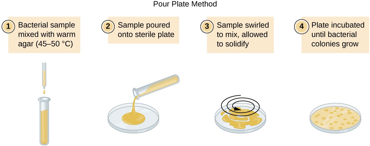 A diagram of the pour plate method. Step 1 – the bacterial sample is mixed with warm agar (45-50° C). Step 2 – the sample is poured onto a sterile plate. Step 3 – the sample is swirled to mix and allowed to solidify. Step 4 – the plate is incubated until bacterial colonies grow.