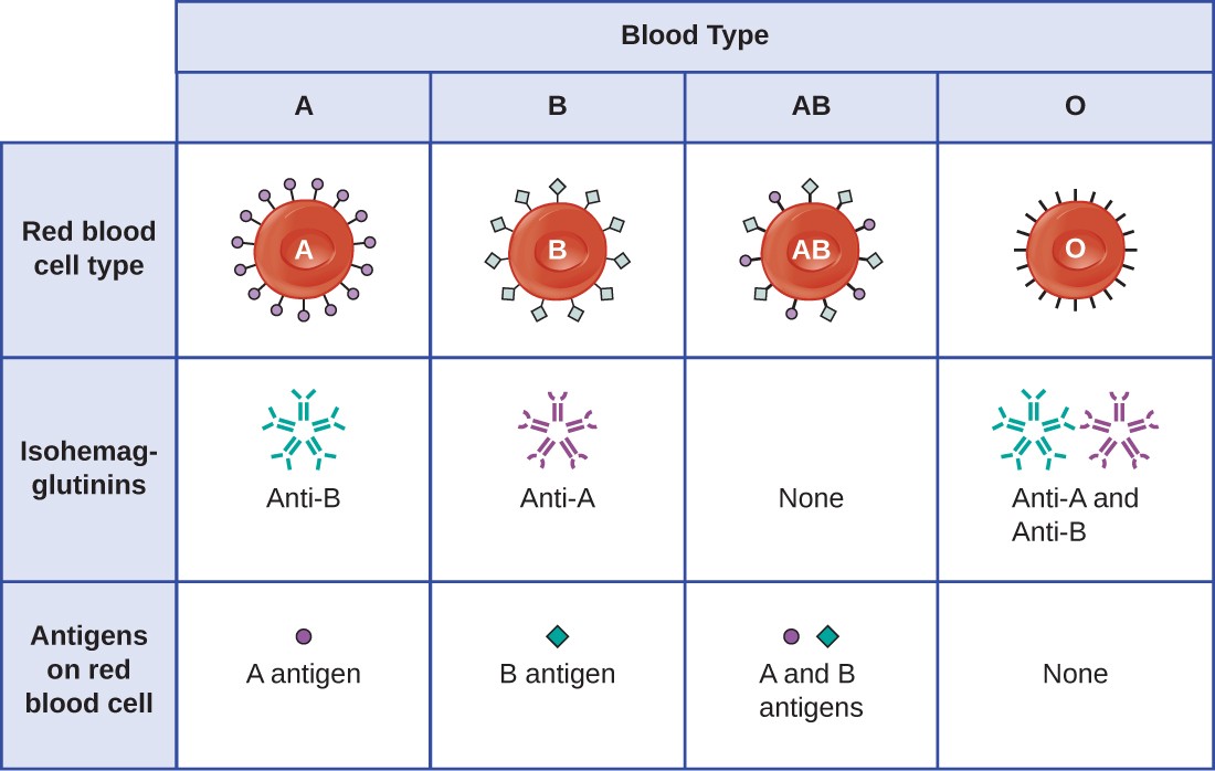 Table of Blood Types. Type A blood has red blood cells with A antigens as surface markers. It produces anti-B isohemagglutinins. Type B blood has red blood cells with B antigens as surface markers. It produces anti-A isohemagglutinins. Type AB blood has red blood cells with both A and B antigens as surface markers. It produces neither isohemagglutinins. Type O blood has red blood cells with neither A nor B antigens as surface markers. It produces both anti-A and anti-B isohemagglutinins.