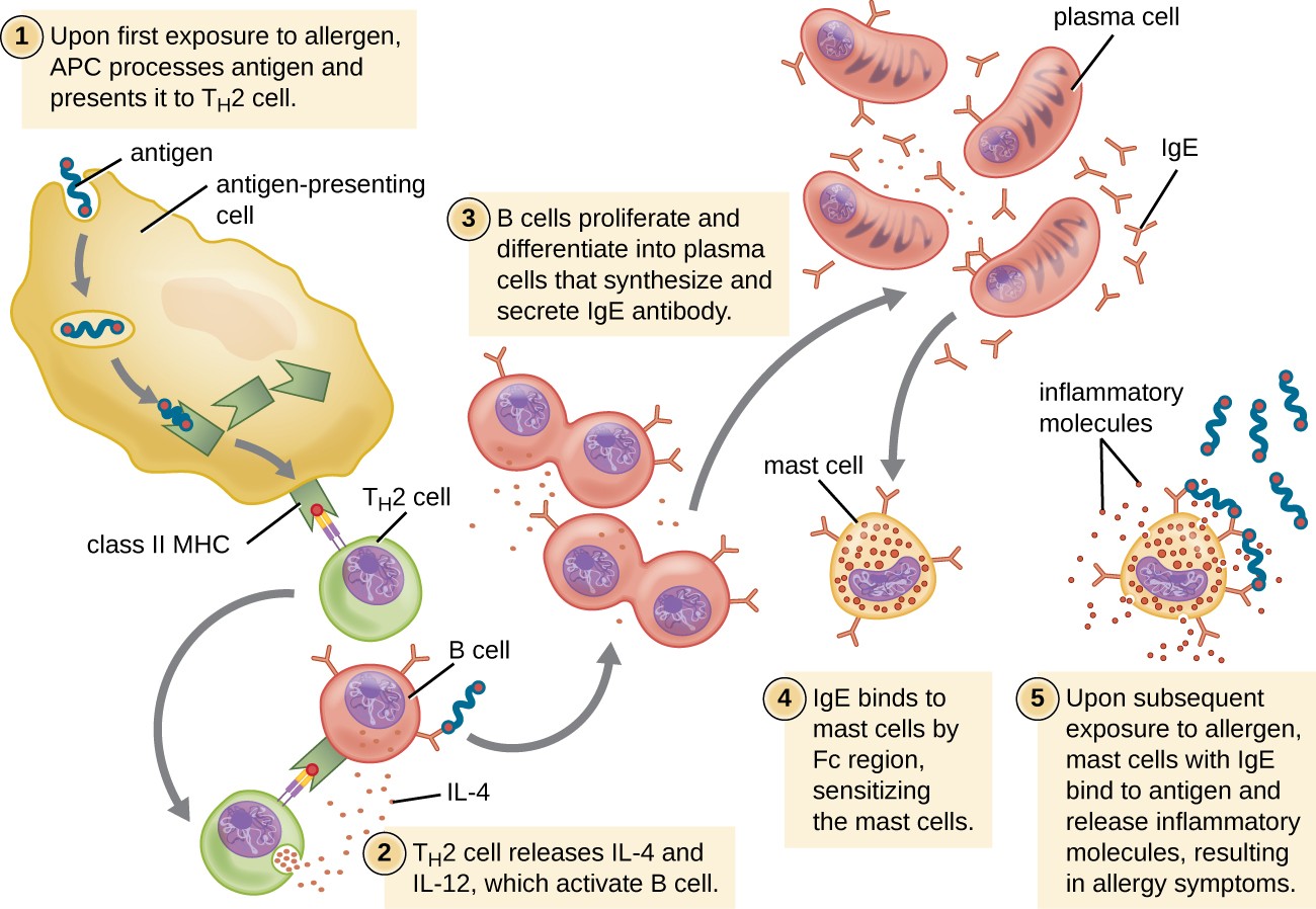 Drawing of Th3 cell response. 1: Upon first exposure to allergen, antigen presenting cell processes antigen and presents it to Th3 Cell. A large antigen presenting cell is shown engulfing an antigen which is attached to a Class II MHC inside the cell. This class II MHC is then placed on the surface with the antigen on the end of the MHC. The Th3 cell has a receptor that binds to the antigen on the MHC. 2: Th3 cell releases IL-2 and IL-4 which activates B cell. The Th3 cell has unbound from the Antigen presenting cell and binds to a B cell with the antigen on it’s MHC and antibodies. The Th3 cell then releases small dots. 3: B cells proliferate and differentiate into plasma cells that synthesize and secrete IgE antibody. B cell is shown dividing. These cells tehn become plasma cells which are larger and are producing many IgE 4: IgE binds to mast cells by Fc region, sensitizing the mast cells. Mast cell is shown with IgE bound to it. 5: Upon subsequent exposure to allergen, mast cells with IgE bind to antigen and release inflammatory molecules, resulting in allergy symptoms. Antigen is shown bound to mast cell and the mast cell is releasing little dots labeled inflammatory molecules.