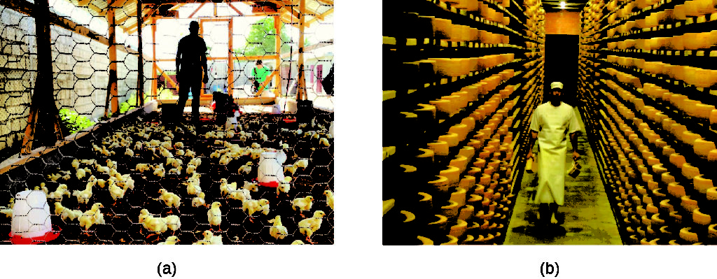 A) Photo of chickens in a coop. b) Photo of a worker in a warehouse.
