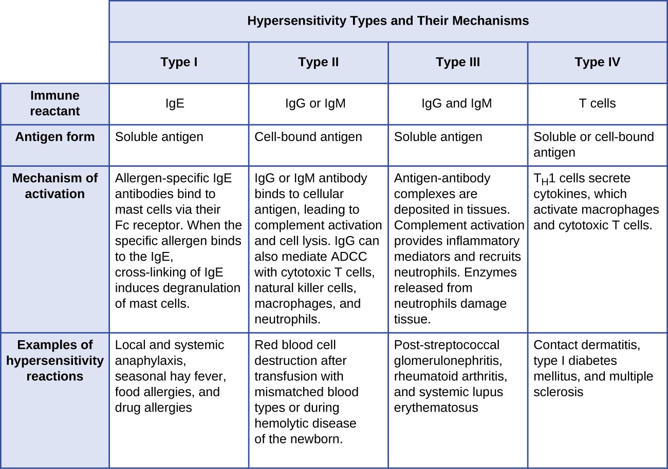 Table summarizing four types of hypersensitivities. Type I uses immune reactant IgE and a soluble antigen. The mechanism of activation is: Allergen-specific IgE antibodies bind to mast cells via their Fc receptor. When the specific allergen binds to the IgE, cross-linking of IgE induces degranulation of mast cells. Examples of hypersensitive reactions include: Local and systemic anaphylaxis, seasonal hay fever, food allergies, and drug allergies. Type II uses immune reactant IgG or IgM and a cell-bound antigen. The mechanism of activation is: IgG or IgM antibody binds to cellular antigen, leading to complement activation and cell lysis. IgG can also mediate ADCC with cytotoxic T cells, natural killer cells, macrophages, and neutrophils. Examples of hypersensitive reactions include: Red blood cell destruction after transfusion with mismatched blood types or during hemolytic disease of the newborn. Type III uses immune reactant IgG or IgM and a soluble antigen. The mechanism of activation is: Antigen-antibody complexes are deposited in tissues. Complement activation provides inflammatory mediators and recruits neutrophils. Enzymes released from neutrophils damage tissue. Examples of hypersensitive reactions include: Local and systemic Post-streptococcal glomerulonephritis, rheumatoid arthritis, and systemic lupus erythematosus. Type IV uses immune reactant T cells and a soluble or cell-bound antigen. The mechanism of activation is: Th2 cells secreete cytokines, which activate macrophages and cytotoxic T cells.. Examples of hypersensitive reactions include: Contact dermatitis, type I diabetes mellitus, and multiple sclerosis.