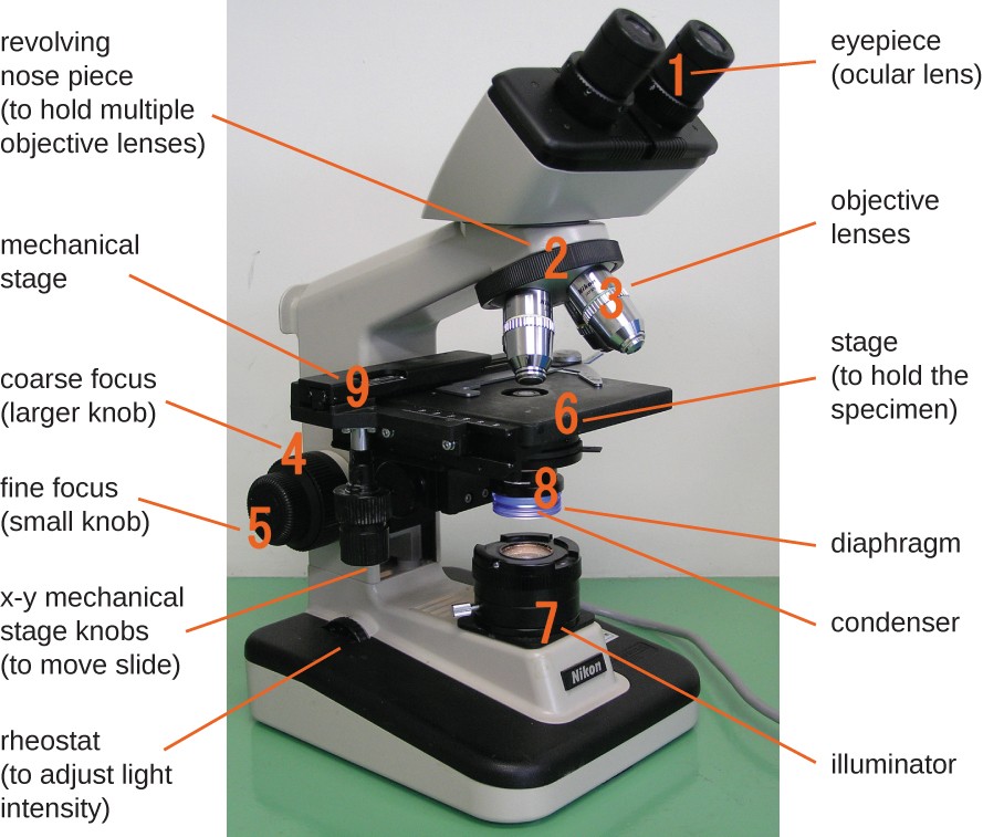 A photo of a microscope is shown. The base contains a light source (the illuminator, #7) and a knob to adjust light intensity (rheostat). Attached at one end of the base is an arm with a stage (#9) to hold the specimen projecting out halfway up the arm. The center of the stage has an opening to allow light from the illuminator through. Below this opening are the diaphragm and condenser (#8). Above this opening are four lenses (objective lenses, #3) on a revolving nose piece (#2) that holds the multiple objectives. Above the objective lenses are two eye pieces (#1) called the ocular lenses. Attached to the bottom of the stage are two knobs for moving the slide (x-y mechanical stage knobs). On the arm below the stage are 2 knobs for focusing the image. The larger knob (#4) is the coarse focus, and the smaller knob (#5) is the fine focus.
