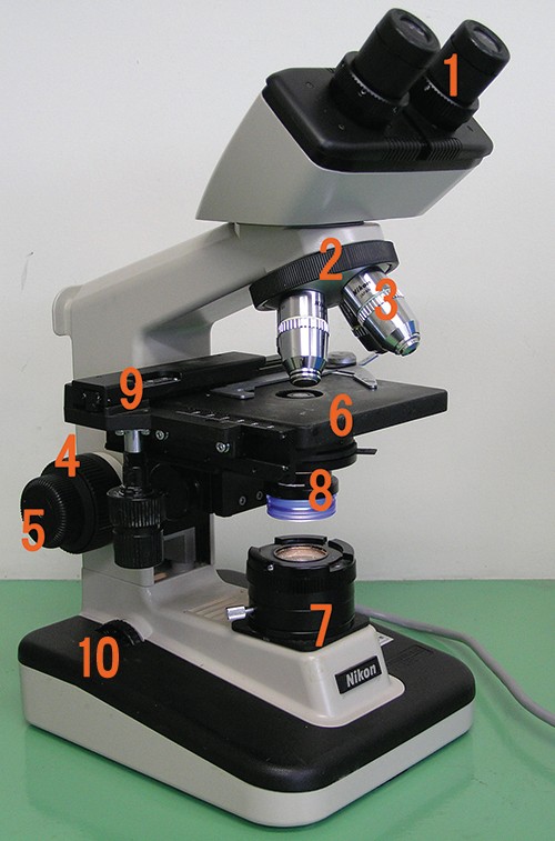 A photo of a microscope is shown. The base contains a light source (#7) and a knob (#10). Attached at one end of the base is an arm with a projection to hold the specimen (#9). The center of #9 has an opening to allow light through. Below this opening are #6 & #8 (6 is above 8). Above this opening are four lenses (#3) attached to #2. Above the objective is #1. Attached to the bottom of the stage are two knobs (#9). On the arm below the stage are two knobs: #4 is larger than #5.