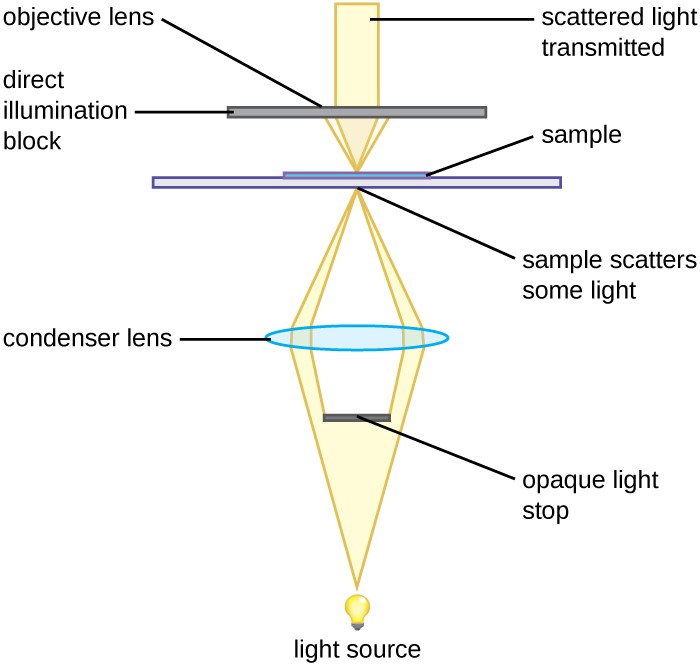 A diagram showing the light path in a darkfield microscope. Light travels from the light source to an opaque light stop which blocks the center of the light beam. The outer beams are focused by a condenser lens onto the sample on the slide. The sample scatters some of the light. Another objective lens blocks direct illumination but transmits scattered light.