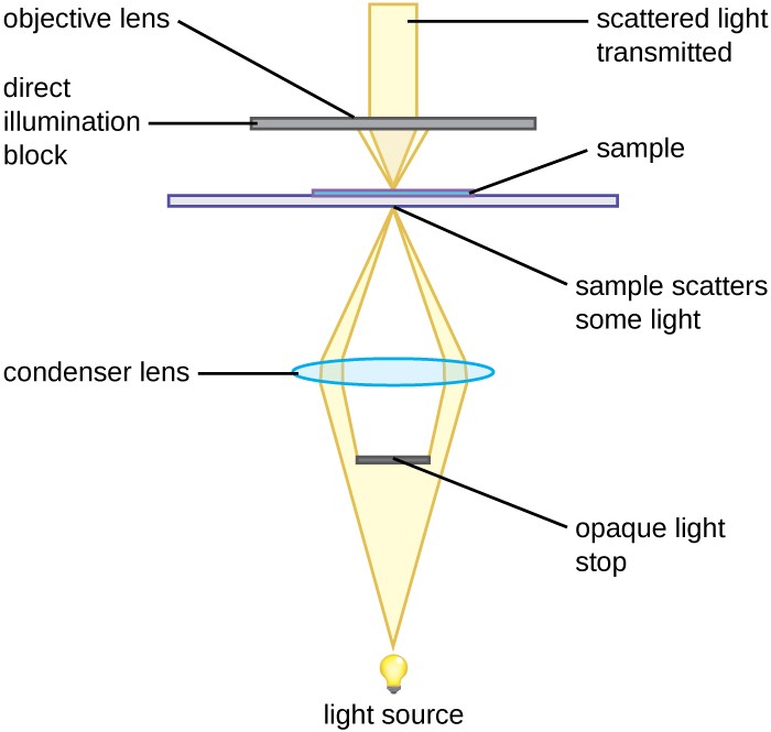 instruments-of-microscopy-microbiology-course-hero