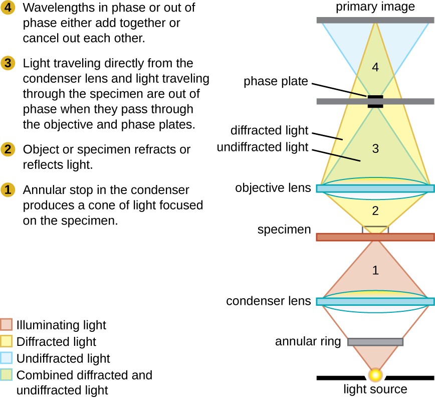 A diagram shows the path of light through a phase-contrast microscope. Light from the light source travels to the annular ring in the condenser which produces a cone of light focused on the specimen. The specimen refracts or reflects light. Light traveling directly from the condenser lens (undiffracted light) and light traveling through the specimen (diffracted light) are out of phase when they pass through the objective and phase plates. Wavelengths in phase or out of phase either add together or cancel out each other.