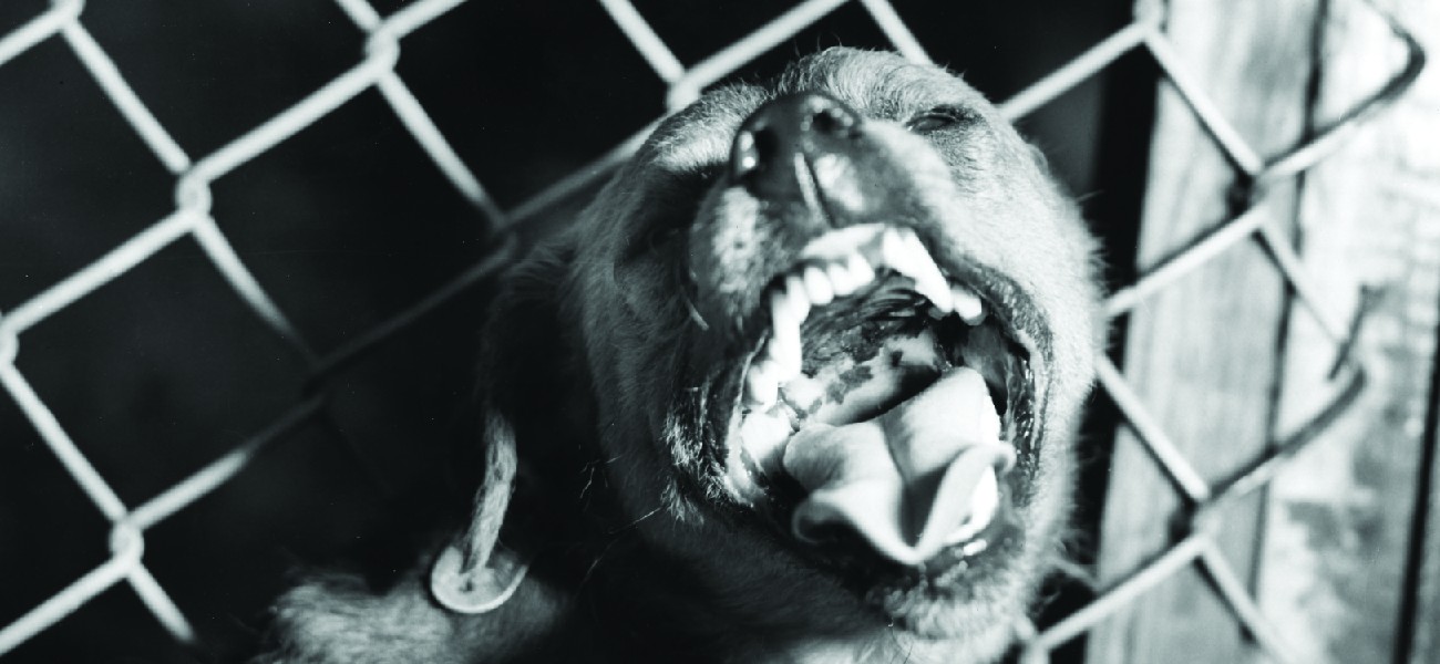 Photo of a snarling dog.