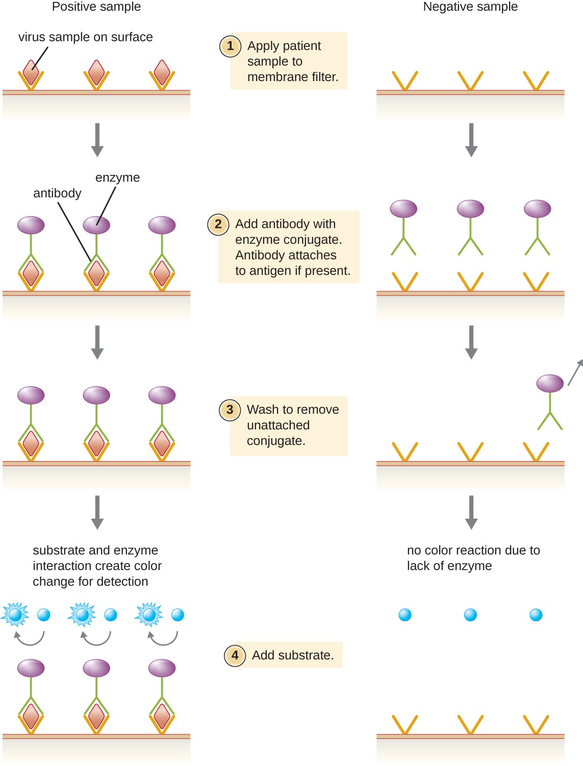 The explanation of EIA is separated to show what occurs in a positive sample and what occurs in a negative sample. First patient sample is applied to a membrane filter. If the sample contains viruses they are trapped by the filter. Next, antibody with enzyme conjugate is added. Antibody will attach to antigen if present. Next is a wash step. If the virus is present the enzyme binds to the virus, otherwise the enzyme washes away. Finally substrate is added. If the antibody is present (because it is bound to the virus) the attached enzyme causes a color change. If no enzyme linked antibody is present, no color change occurs.