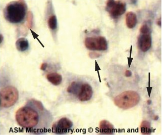 Micrograph of small structures