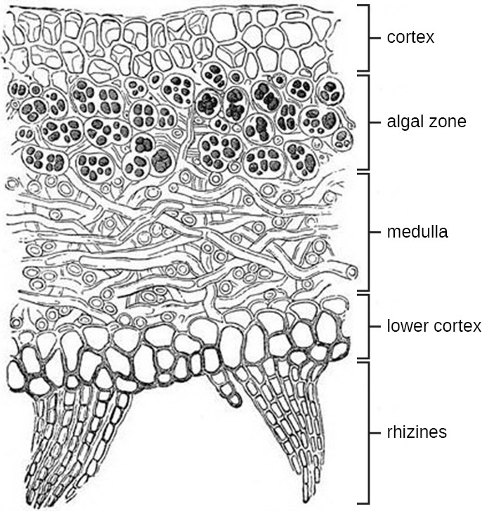 lichens-microbiology-course-hero