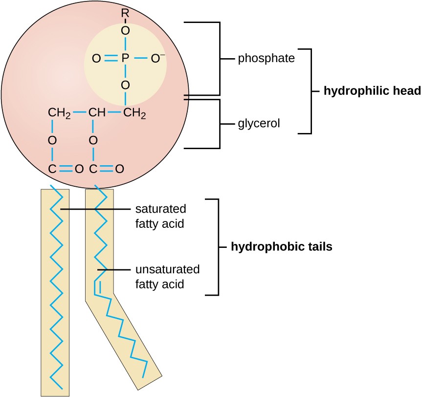 Lipids Microbiology Course Hero