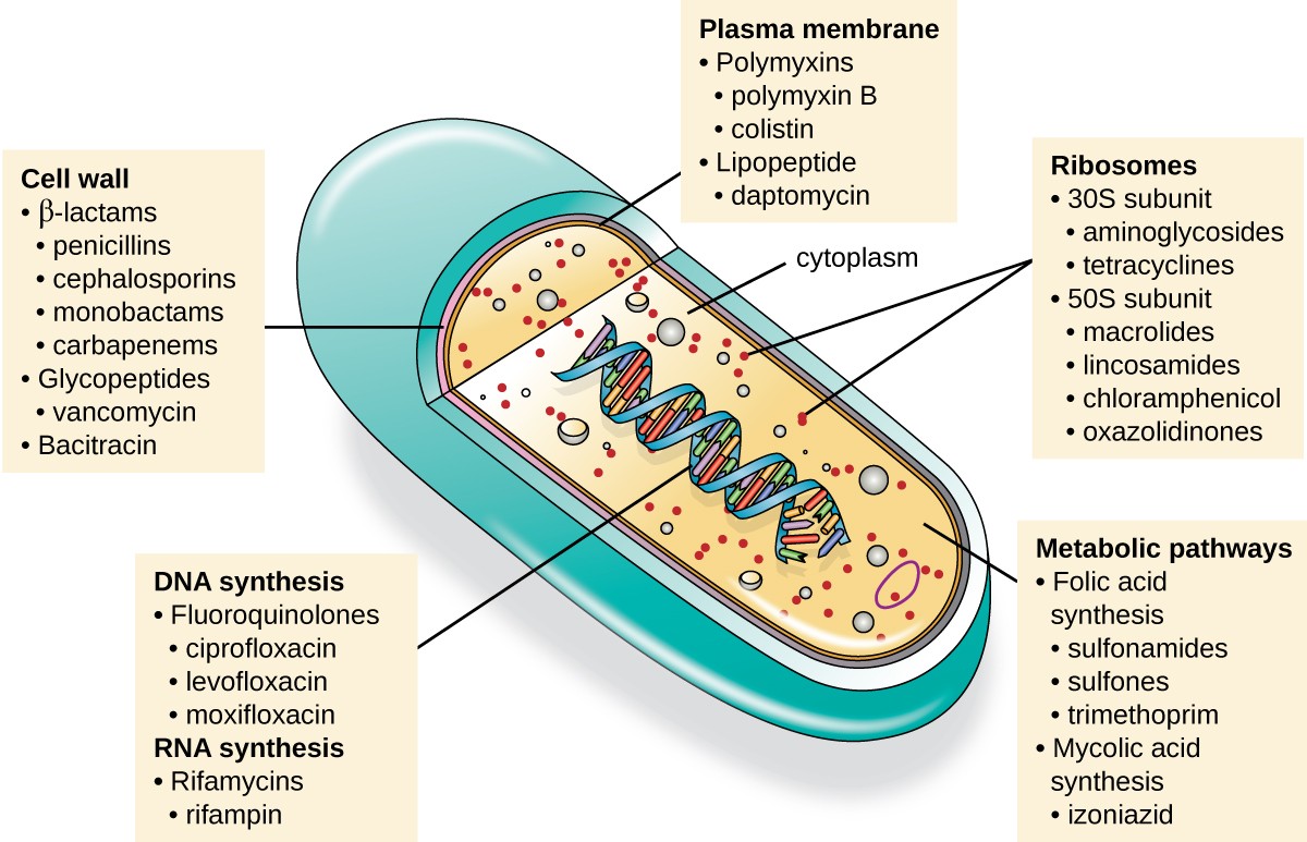 An illustration of a cell is shown with a view inside. The double helix is visible in the center, and a label points to it indicating DNA synthesis, fluoroquinolones, ciprofloxacin, levofloxacin, moxifloxacin, RNA synthesis, Rifamycins, and rifampin. Another label points to the cell wall and indicates beta lactams, penicillins, cephalosporins, monobactams, carbapenems, glycopepties, vancomycin, and bacitracin. A third label points to the plasma membrane and indicates polymyxins, polymyxin B, colistin, lipopeptide, and daptomycin. Within the cytoplasm, another label points to ribosomes, which include 30s subunit, aminoglycosides, tetracyclines, 50s subunit, macrolides, lincosamides, chloramphenicol, and oxazolidinones. The final label points to the metabolic pathways and indicates folic acid synthesis, sulfonamides, sulfones, trimethoprim, mycolic acid synthesis, and izoniazid.