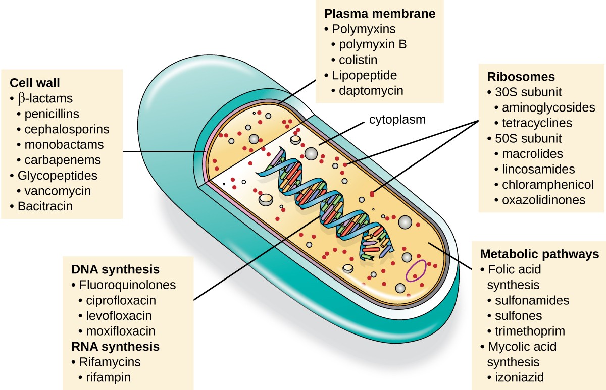 What Is The Meaning Of The Term Antibacterial