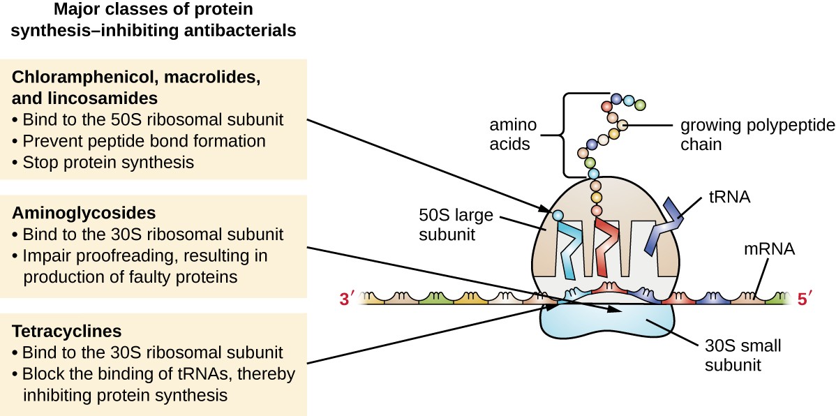 Major classes of protein synthesis-inhibiting antibacterials. Cloramphenicol, macrolides, and lincosamides: bind to 50S ribosomal subunit, prevent peptide bond formation, stop protein synthesis. Aminoglycosides: bind to the 30S ribosomal subunit, implar proofreading, resulting in production of faulty proteins. Tetracyclines: bind to the 30S ribosomal subunit, block the binding of tRNAs, thereby inhibiting protein synthesis.