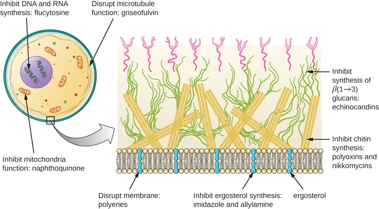 Mechanisms Of Other Antimicrobial Drugs | Microbiology | | Course Hero