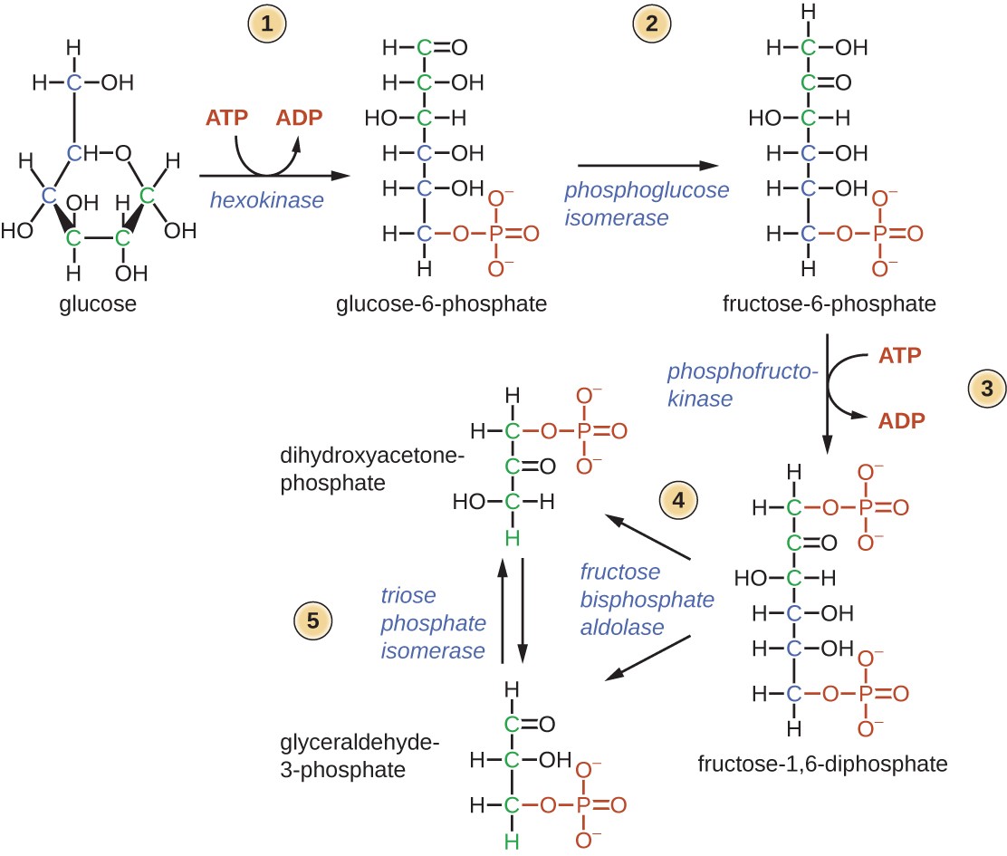 metabolic-pathways-microbiology-course-hero