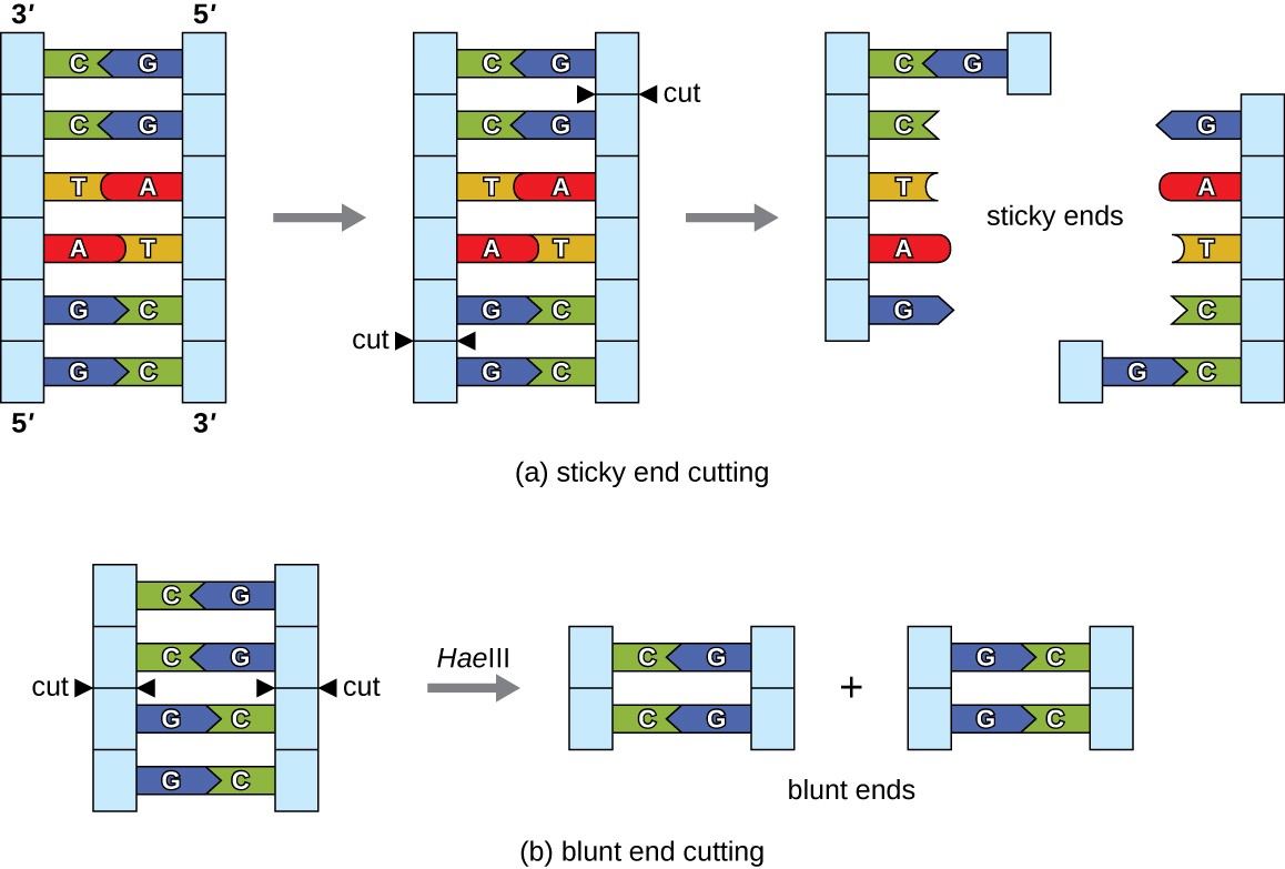Diagrams of how restriction enzymes cut DNA. Both diagrams show a double stranded pieces of DNA that is cut. A) in sticky end cutting the DNA is cut so that there are short single stranded pieces of DNA at the cut site. In this example, the enzyme cuts the sequence GGATCC; it cuts between the two G’s. After cutting, both strands have a double stranded G/C bond, but then also have single stranded GATC. In blunt end cutting there are no single stranded ends. In this example the enzyme cuts GGCC between the G and the C.