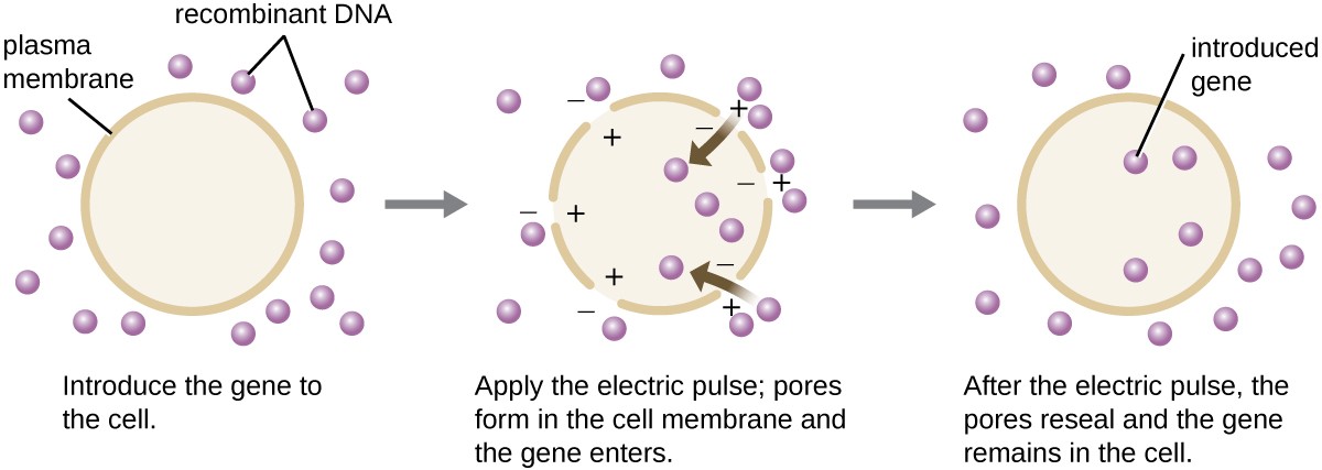 A diagram showing electroporation. The first panel reads: introduce the gene into the cell. A cell with a distinct plasma membrane is shown and recombinant DNA is on the outside. The next panel reads: apply the electric pulse; pores form in the cell membrane and the gene enters. The image shows holes in the plasma membrane. Positive charges are inside the holes and negative charges are on the outside. Recombinant DNA pieces move into the cell. The final panel reads: after the electric pulse, the pores reseal and the gene remains in the cell. The diagram shows a continuous plasma membrane again and recombinant DNA both inside and outside the cell. The recombinant DNA inside the cell is labeled