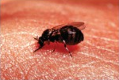 A black fly on a human hand