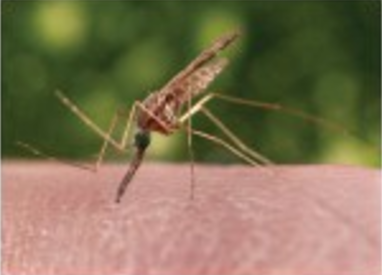 A mosquito drinking blood from a human