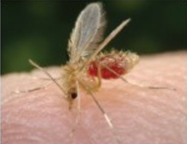 A sand fly drinking blood from a human