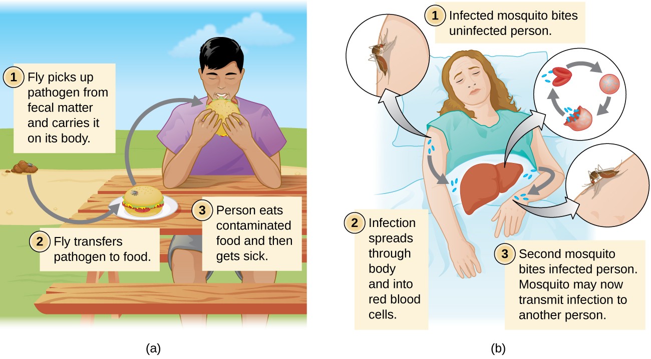 a) Step 1: fly picks up pathogen from fecal matter and carries it on its body. 2: Fly transfers pathogen to food. 3: Person eats contaminated food and gets sick. B) Step 1: Infected mosquito bites uninfected person. 2: Infections spreads through body and into red blood cells. 3: Second mosquito bites infected person. Mosquito may now transmit infection to another person.