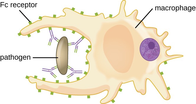 A macrophage with projections that are engulfing a pathogen with antibodies attached to it.