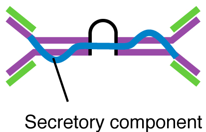 Two Y-shapes bound together by a secretory component