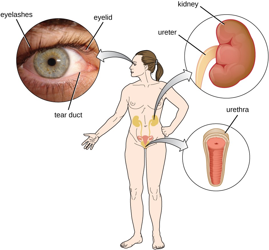 A diagram of a person. An arrow from the eye points to a larger image that shows eyelashes, the eyelid and tear ducts. An arrow from the abdominal region shows a larger kidney are ureter. An arrow from the groin region shows a larger urethra.