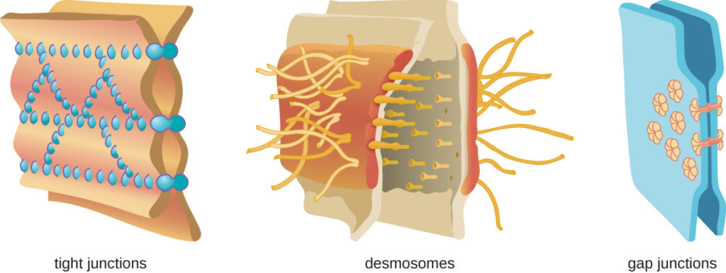  Tight junctions – two membranes connected with many spot welds in multiple lines. Desmosomes – two membranes with long strands weaving them together. Gap junctions – two membranes with a few spot welds each of which has a pore in the center.